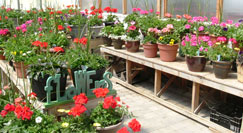 Flower display at our greenhouses.